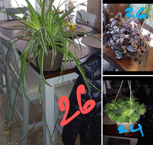 House plants in full large pot$24-$26 Each pot.