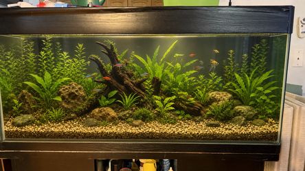 Large 48-Inch Glass Aquarium With Matching Black Stand