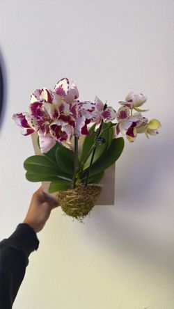 Orchid moss ball