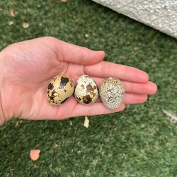 Fresh Fertilized Quail Eggs For Hatching