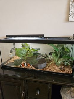 10 gallon glass tank for a milksnake pet snake with a lamp and terratium decor