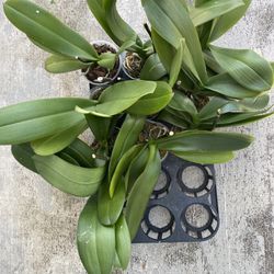 Phalaenopsis Orchid Plants 