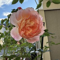 3 Gal Lady of Shalott  Rose Plant