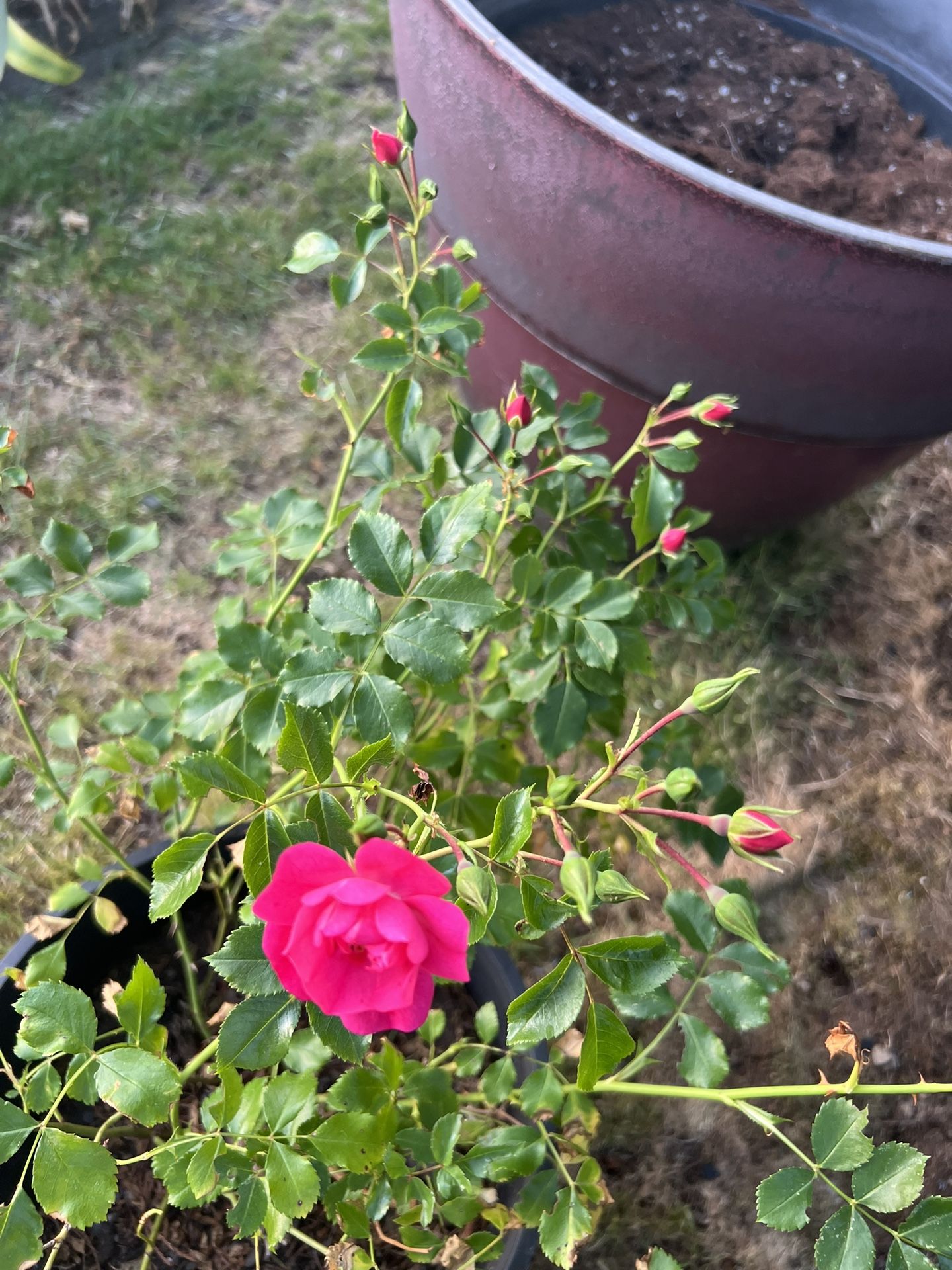 Roses