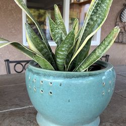 Potted Snake Plant