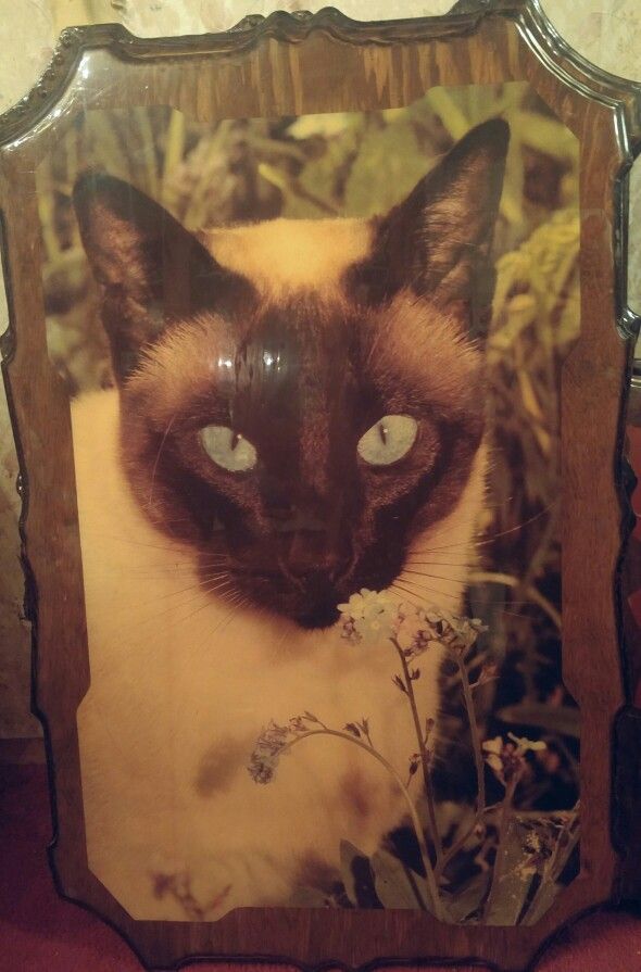 Siamese cat decoupage portrait