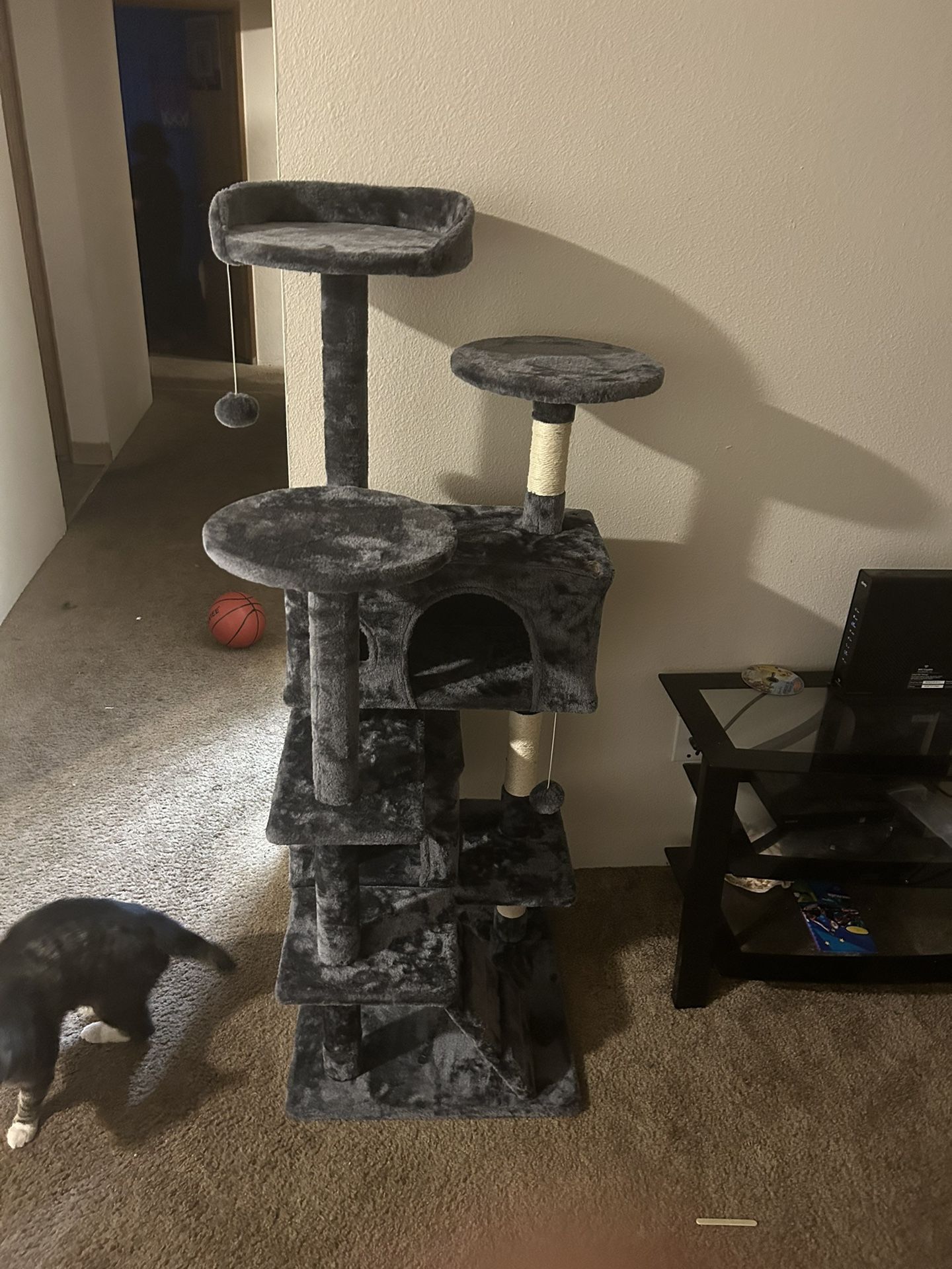 Cat House 