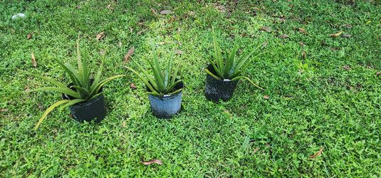 Aloe Plants