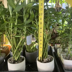 Lucky Bamboo In Ceramic Pot. SPECIAL PRICE 🤩