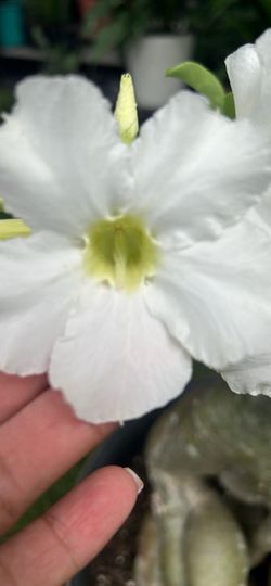 Desert rose