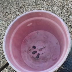 It For Seed For The Grass Bucket