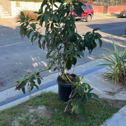 Hass 6’ Twin avocado Tree In The Pot 