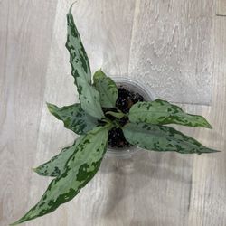 aglaonema pictum bicolor