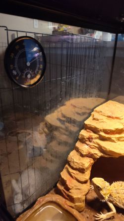 Breaded dragon enclosure