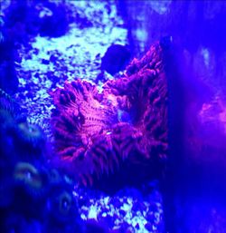Aquarium decoration- Rock flower