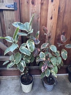 Variegated Rubber Trees (Tineke & Ruby) - Healthy & Established