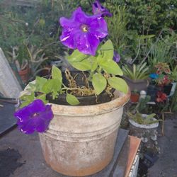 Vintage Terra Cotta Planter With Drainage