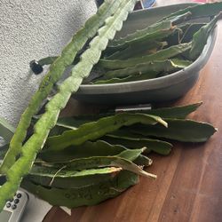 Dragon Fruit Cutting