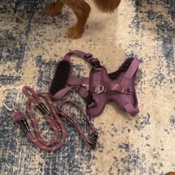 Arcadia Trail Dog Harness, Collar, and Leash - Used