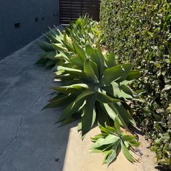 Free Agave Plants - Small to XL