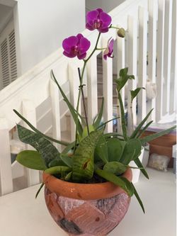 Orchid Flower Arrangement