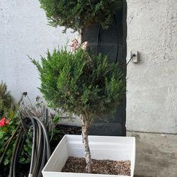 Patio Ornamental Juniper Trees