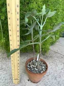 Kalanchoe Oragalus 