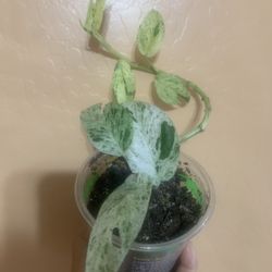 4” Pothos Split Leaf Glacier Plant 