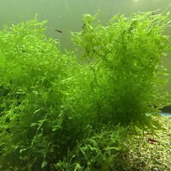 Subwassertang aquarium Moss
