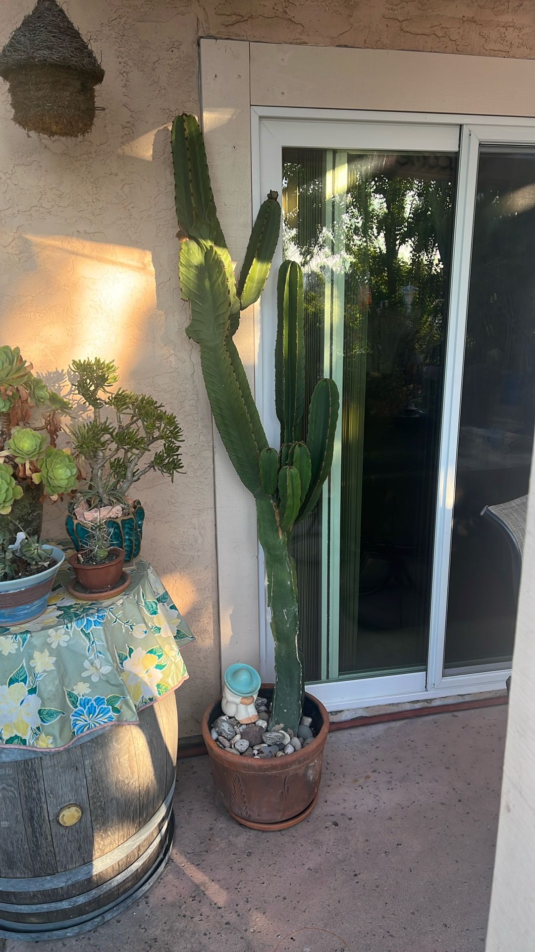 Cactus In Pot