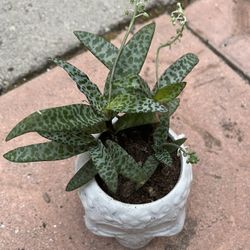 Leopard Plant - Silver Squill - Scilla violacea - 4" Pot - Easy Houseplant