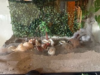 20 gallon hermit crab tank with crabs.