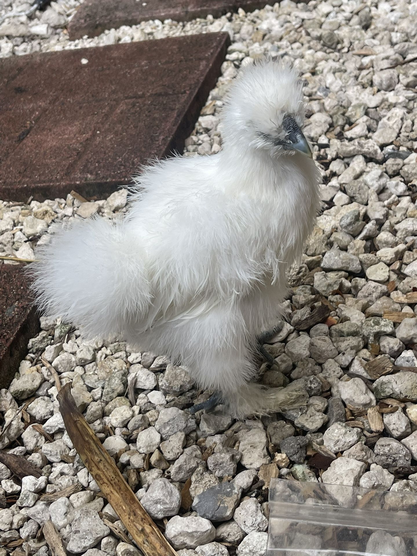 Silkies Hatching Eggs
