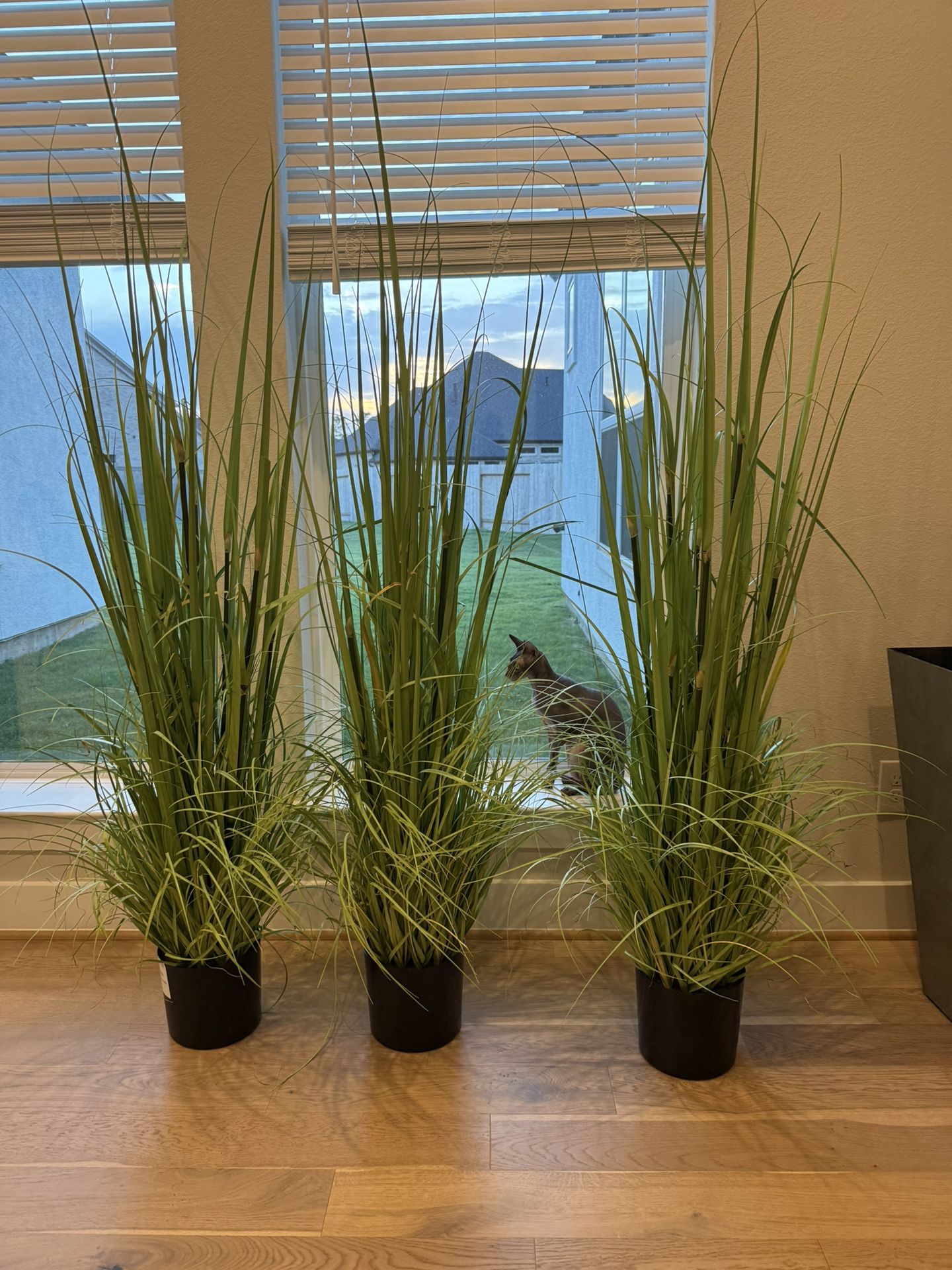 3 Tall Plants $170