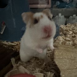 Female Hamster With Everything But Full Size Crate