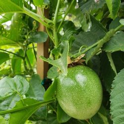 Passion Fruit Tree