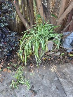 Large spider plant