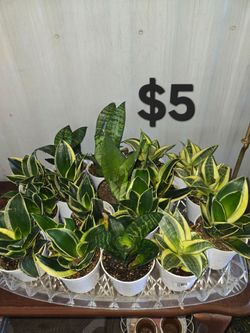 Snake plants