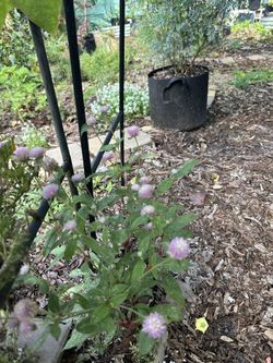 Organic Medicinal Plants and Fruit Trees for Sale