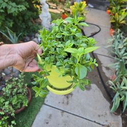 Hearts And Flower In 6in Ceramic Pot...will Get Pink Flowers