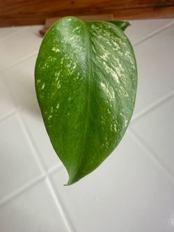 Monstera Devil Monster GRADE A