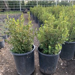 5 Gallon Boxwood