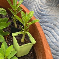 Rosa de Decierto  $7.00 Cada Una Es De Ese Color 