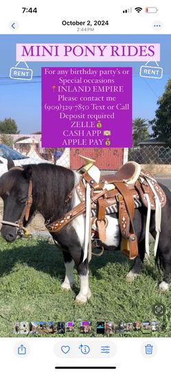 Saddle party With Pony