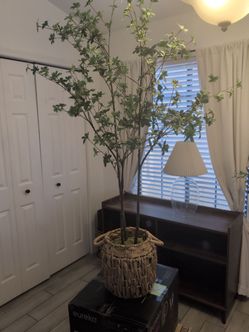 Decorative plant with removable basket and moss