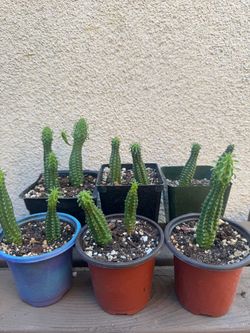 Small Corncob Cactus $3 Each