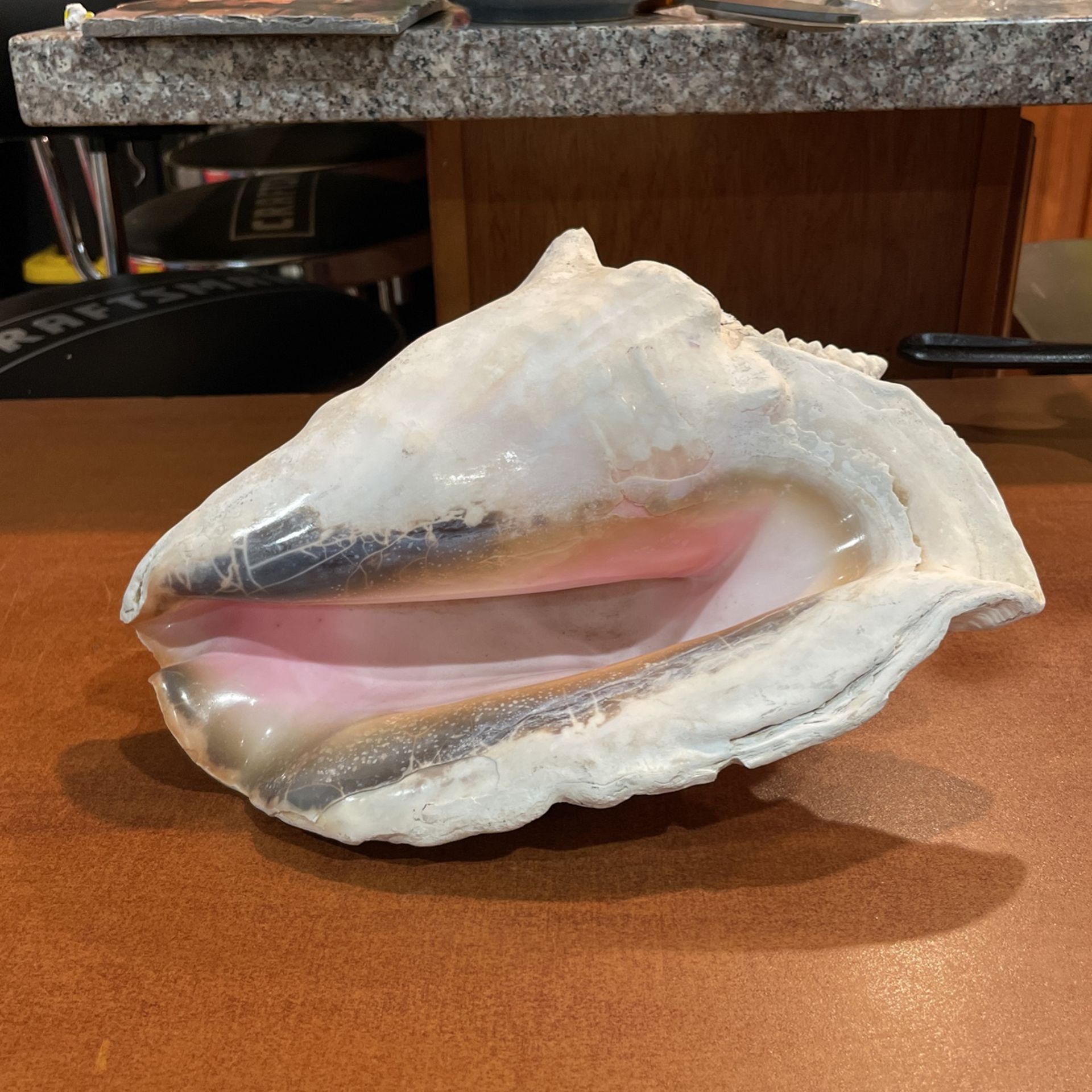 Large Seashell Will Make A Nice Yard Decor.