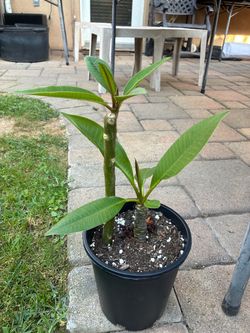 2 plumerias in 1 gallon.  Colors unknown.