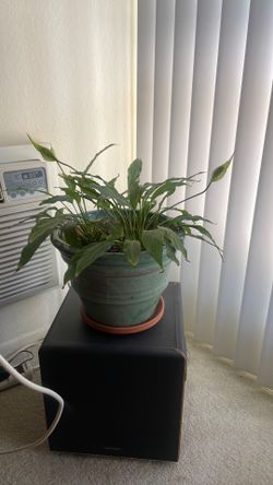 Plant… Medium Peace Lily