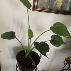 Nice plant for inside!   